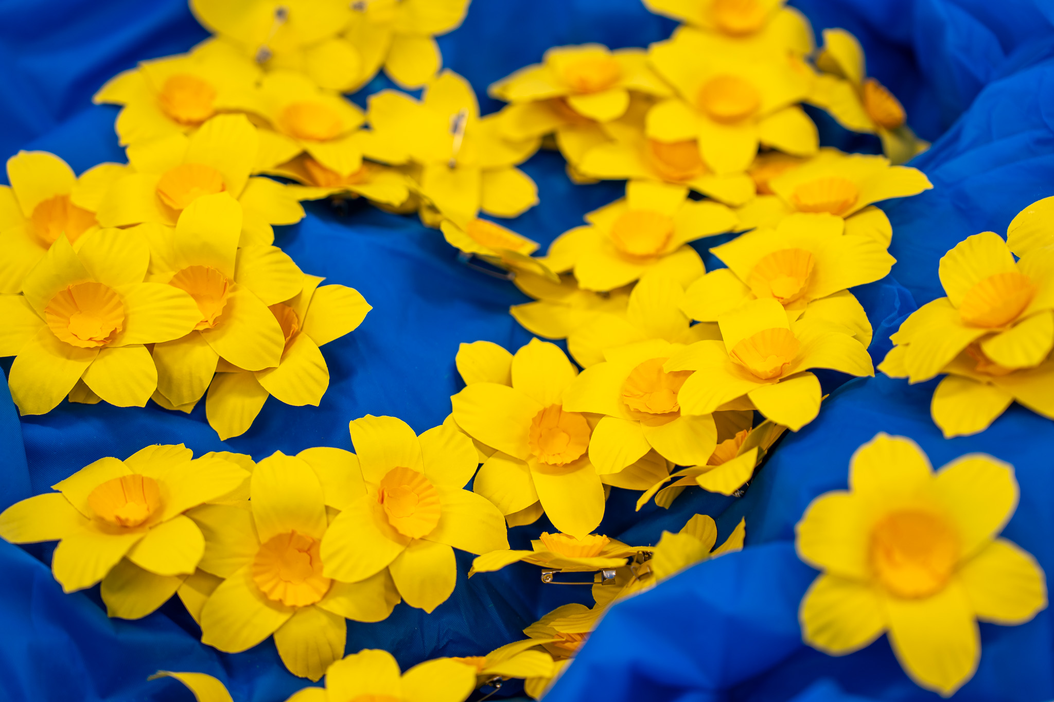 Daffodil Day 2025: Supporting research is supporting whānau.